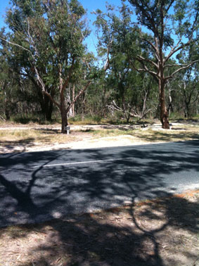 Trees planted in memory of fallen WW1 Australian soldiers