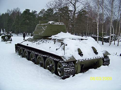 Tiger in the forest - Smolensk county