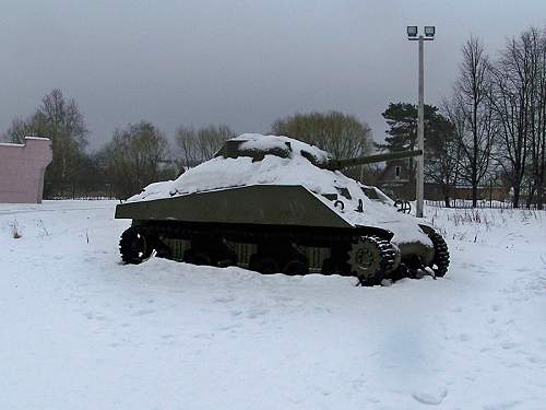 Tiger in the forest - Smolensk county