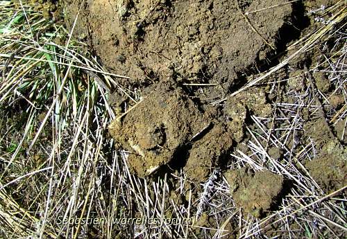 Stalingrad: digging near Gorodis&#1089;he &amp; Gumrak