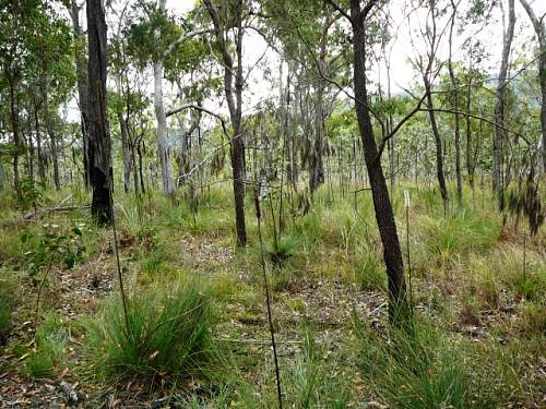 Australian  WWII - Far North  Queensland Metal detecting and  recovery