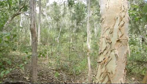 Australian  WWII - Far North  Queensland Metal detecting and  recovery