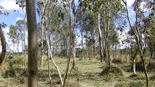 Australian  WWII - Far North  Queensland Metal detecting and  recovery