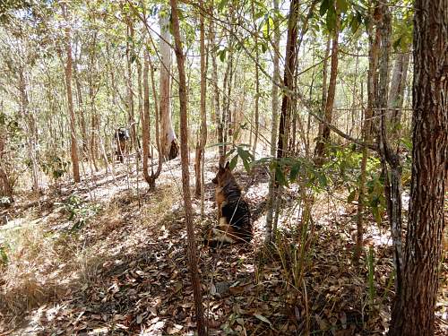 Australian  WWII - Far North  Queensland Metal detecting and  recovery