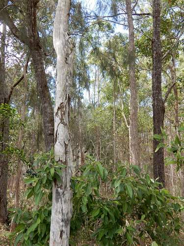 Australian  WWII - Far North  Queensland Metal detecting and  recovery