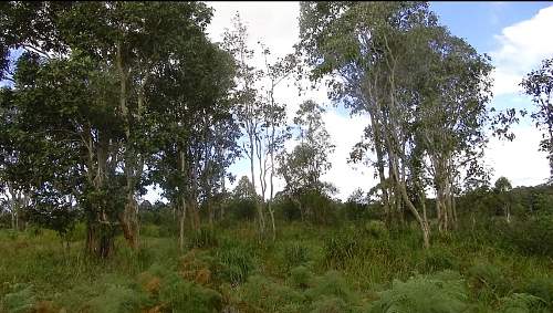 Australian  WWII - Far North  Queensland Metal detecting and  recovery