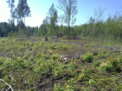 Digging in Germany/ Kurzeme