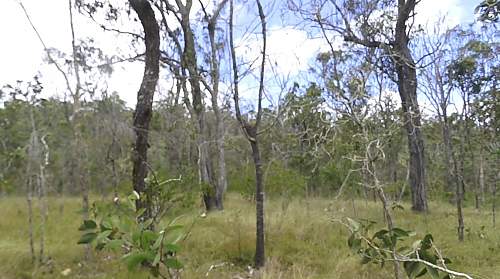 Australian  WWII - Far North  Queensland Metal detecting and  recovery