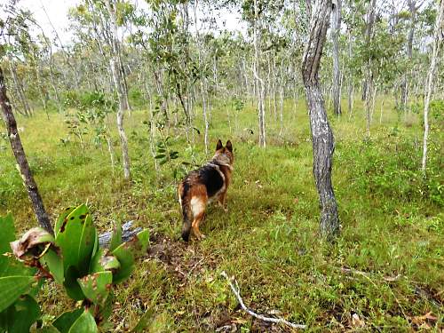 Australian  WWII - Far North  Queensland Metal detecting and  recovery