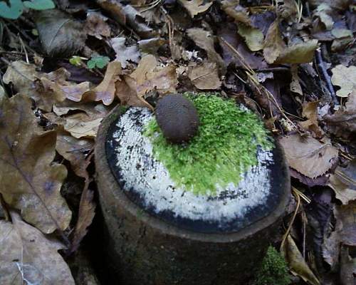 1944-45 battlefield relics.