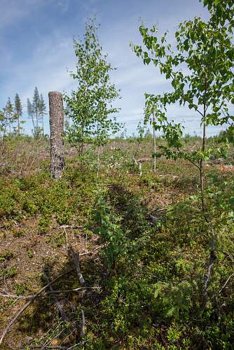 Exploring the Arctic battlefields of northern Finland