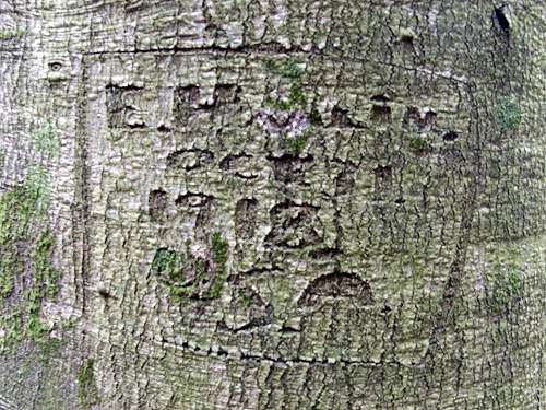 A US Army camp in England that still lives ! (Two World Wars of GI tree graffiti)