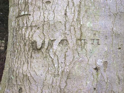 A US Army camp in England that still lives ! (Two World Wars of GI tree graffiti)