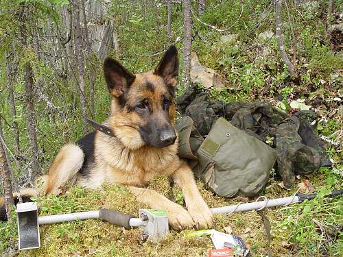 Battlefields in North Karelia( SS-Nord Division)