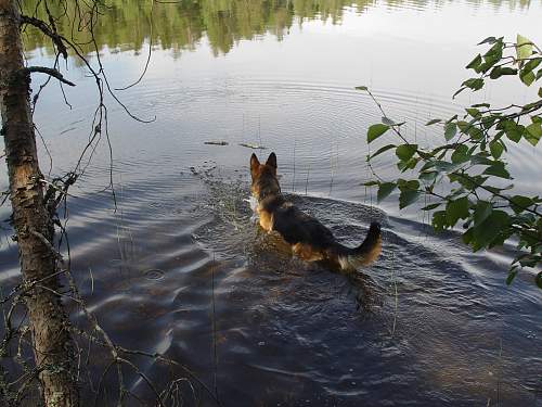 Battlefields in North Karelia( SS-Nord Division)