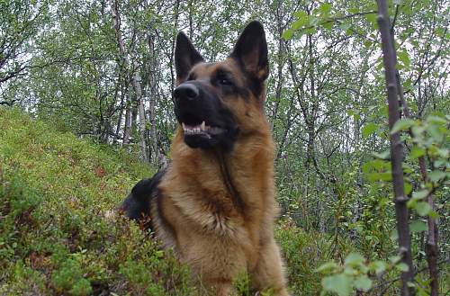 Battlefields in North Karelia( SS-Nord Division)