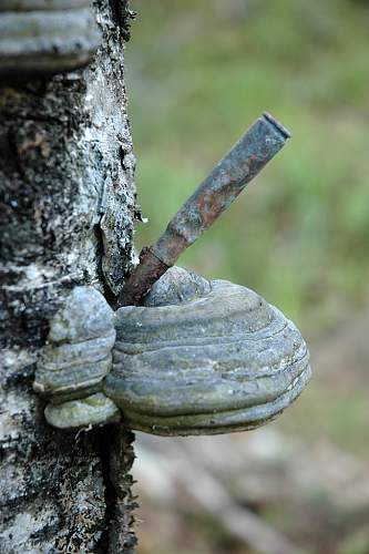 Battlefields in North Karelia( SS-Nord Division)