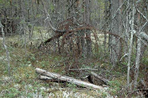 Battlefields in North Karelia( SS-Nord Division)