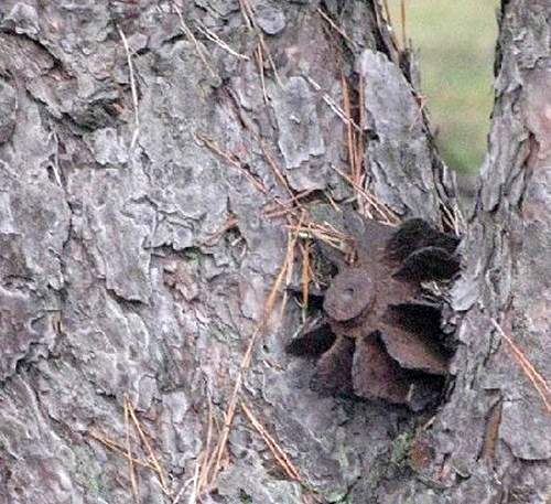 Relics engulfed and swallowed by trees in Russian forest