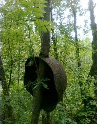 Relics engulfed and swallowed by trees in Russian forest