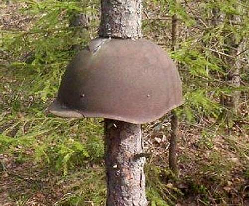 Relics engulfed and swallowed by trees in Russian forest