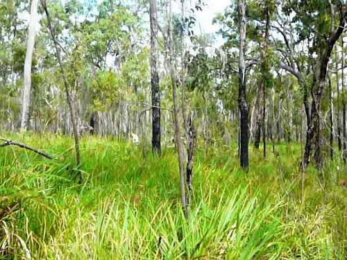 Australian  WWII - Far North  Queensland Metal detecting and  recovery