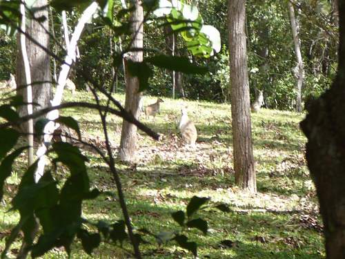 Australian  WWII - Far North  Queensland Metal detecting and  recovery