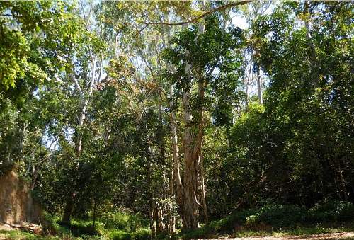 Australian  WWII - Far North  Queensland Metal detecting and  recovery