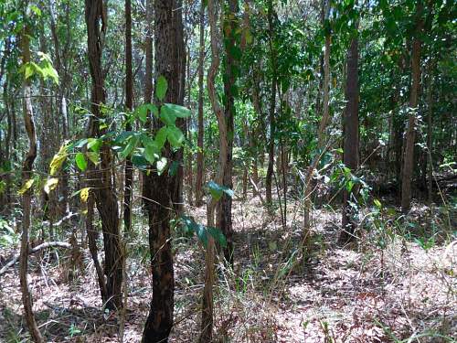 Australian  WWII - Far North  Queensland Metal detecting and  recovery