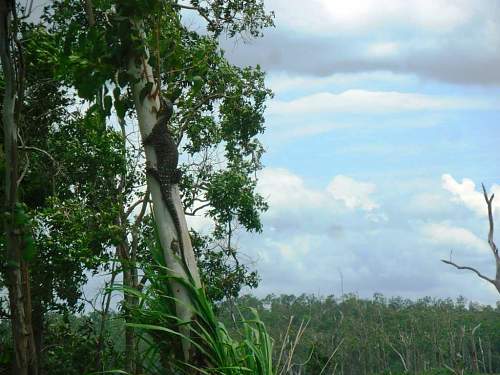 Australian  WWII - Far North  Queensland Metal detecting and  recovery