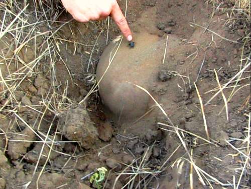 Stalingrad: digging near Gorodis&#1089;he &amp; Gumrak