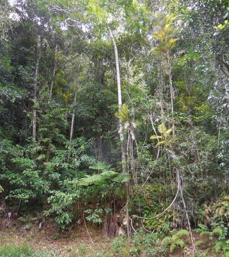 Australian  WWII - Far North  Queensland Metal detecting and  recovery