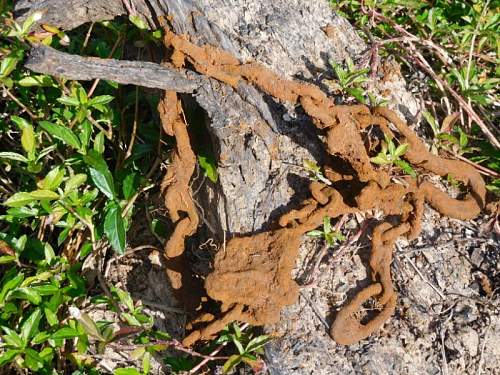 Australian  WWII - Far North  Queensland Metal detecting and  recovery