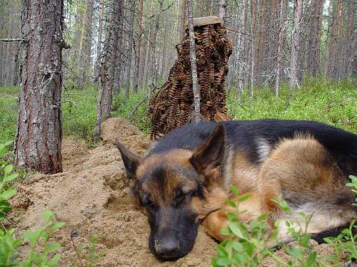 Battlefields in North Karelia( SS-Nord Division)