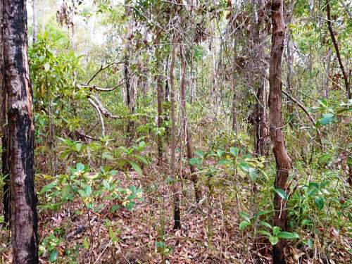 Australian  WWII - Far North  Queensland Metal detecting and  recovery