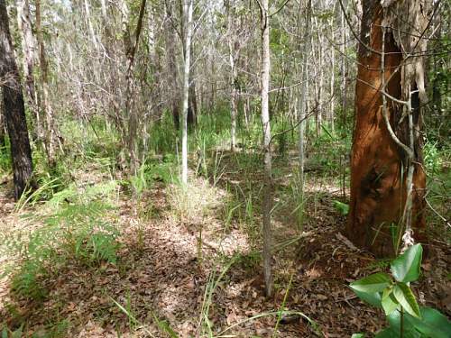 Australian  WWII - Far North  Queensland Metal detecting and  recovery