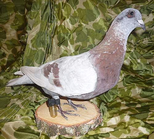 Animals at War - Carrier Pigeons, War dogs, Cavalry, etc - Reference thread - What have you got?