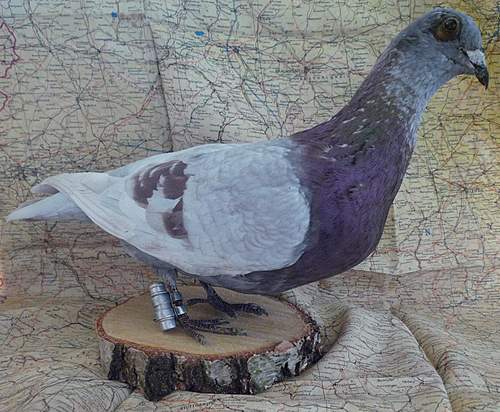 Animals at War - Carrier Pigeons, War dogs, Cavalry, etc - Reference thread - What have you got?