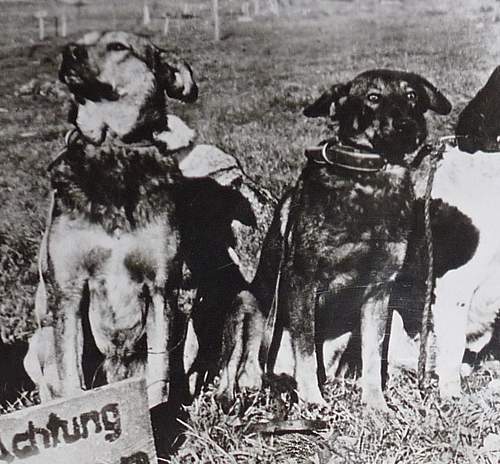 Animals at War - Carrier Pigeons, War dogs, Cavalry, etc - Reference thread - What have you got?