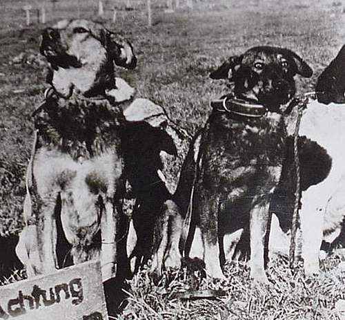 Animals at War - Carrier Pigeons, War dogs, Cavalry, etc - Reference thread - What have you got?