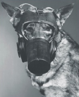 WWII U.S. War Dog Gas Mask