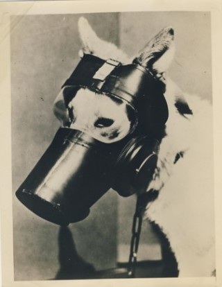WWII U.S. War Dog Gas Mask