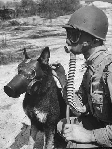 WWII U.S. War Dog Gas Mask