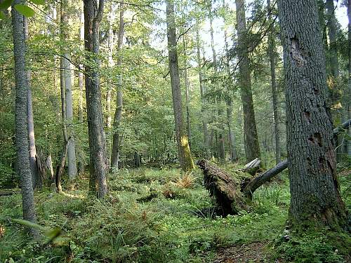 Forests, wood and bunkers.