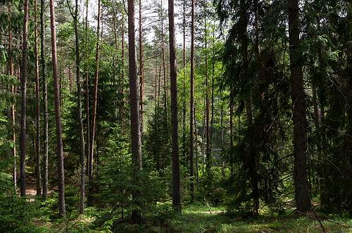 Forests, wood and bunkers.