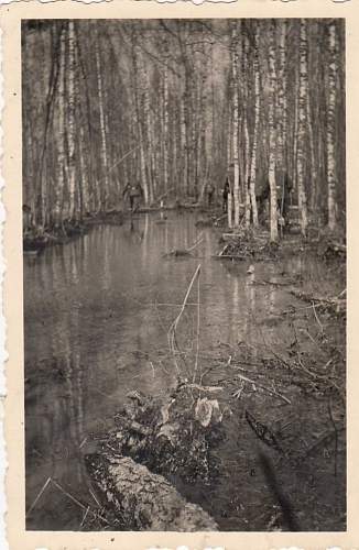 Forests, wood and bunkers.