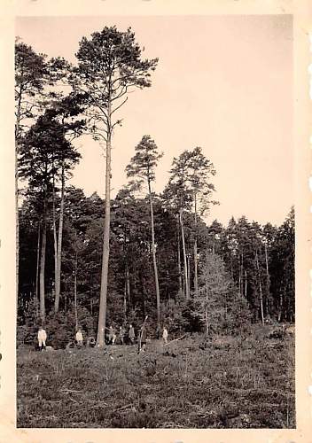 Forests, wood and bunkers.