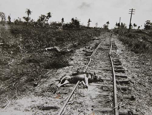 Japanese Army Dogs