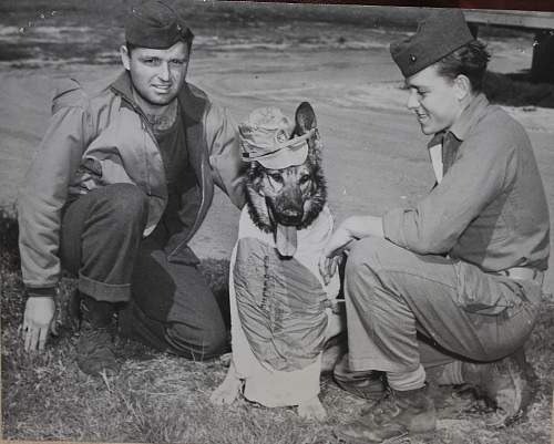 Japanese Army Dogs