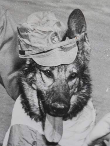 Japanese Army Dogs